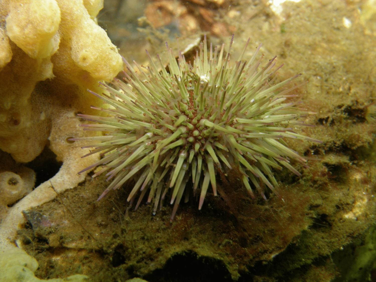 Hofstede Villetta Zonnemaire Bagian luar foto